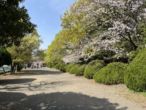 東名側道沿いの緑地帯。春には桜が咲きます。